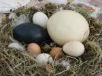 яйца; страусиные, гусиные, индюшиные, куриные, перепелиные